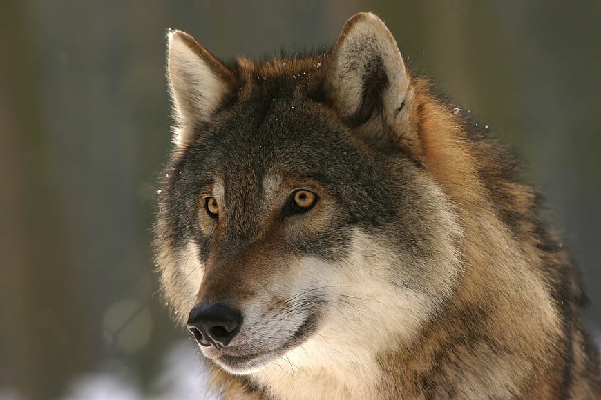 Close-up portrait of a wild gray wolf in nature