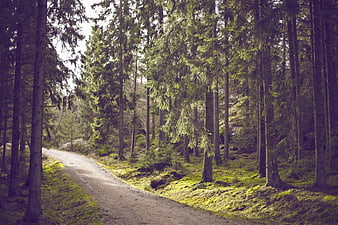Sunlit gravel path winding through a dense pine forest