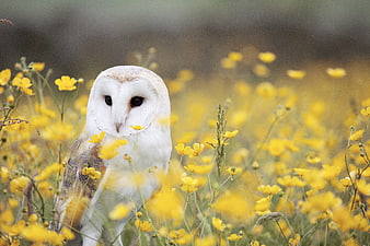 Barn Owl in Yellow Buttercup Field