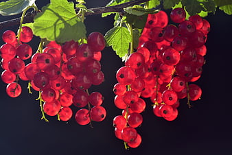 Ripe Red Currants Backlit by Sunlight on a Branch