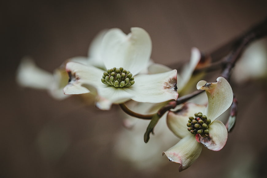 Close-up of white dogwood flowers on a dark branch