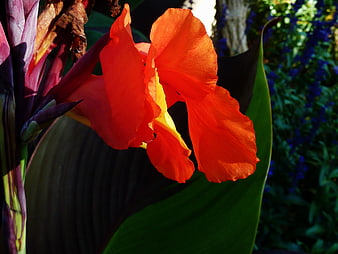 Vibrant Orange Canna Lily Flower in Sunlight