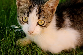 Close-up of a cute tabby and white cat in green grass