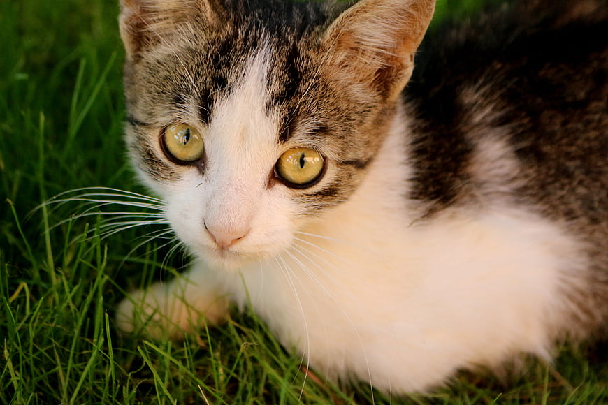 Close-up of a cute tabby and white cat in green grass