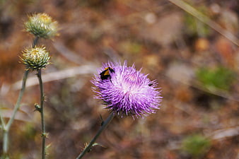 Bumblebee on Purple Thistle Flower in Nature