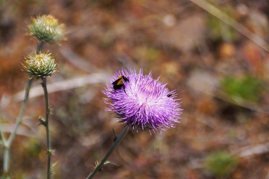 Bumblebee on Purple Thistle Flower in Nature