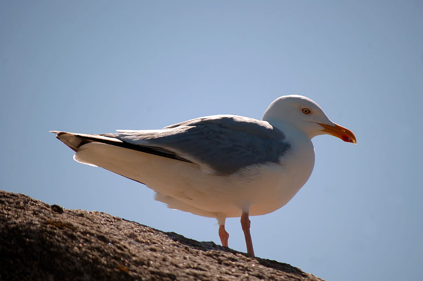 Seagull perched on rock against blue sky