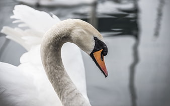Close-up of a white mute swan head and neck