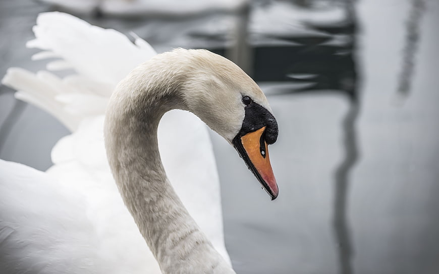 Close-up of a white mute swan head and neck