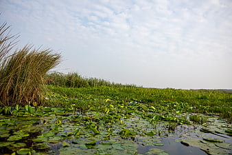 Serene Wetland Landscape with Lily Pads and Reeds