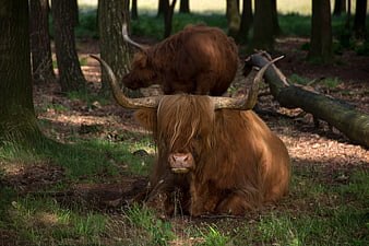 Highland Cow Resting in Forest with Large Horns