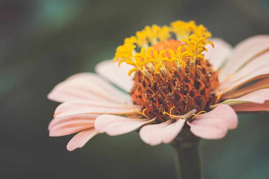 Close-up of Pink Zinnia Flower with Yellow Center