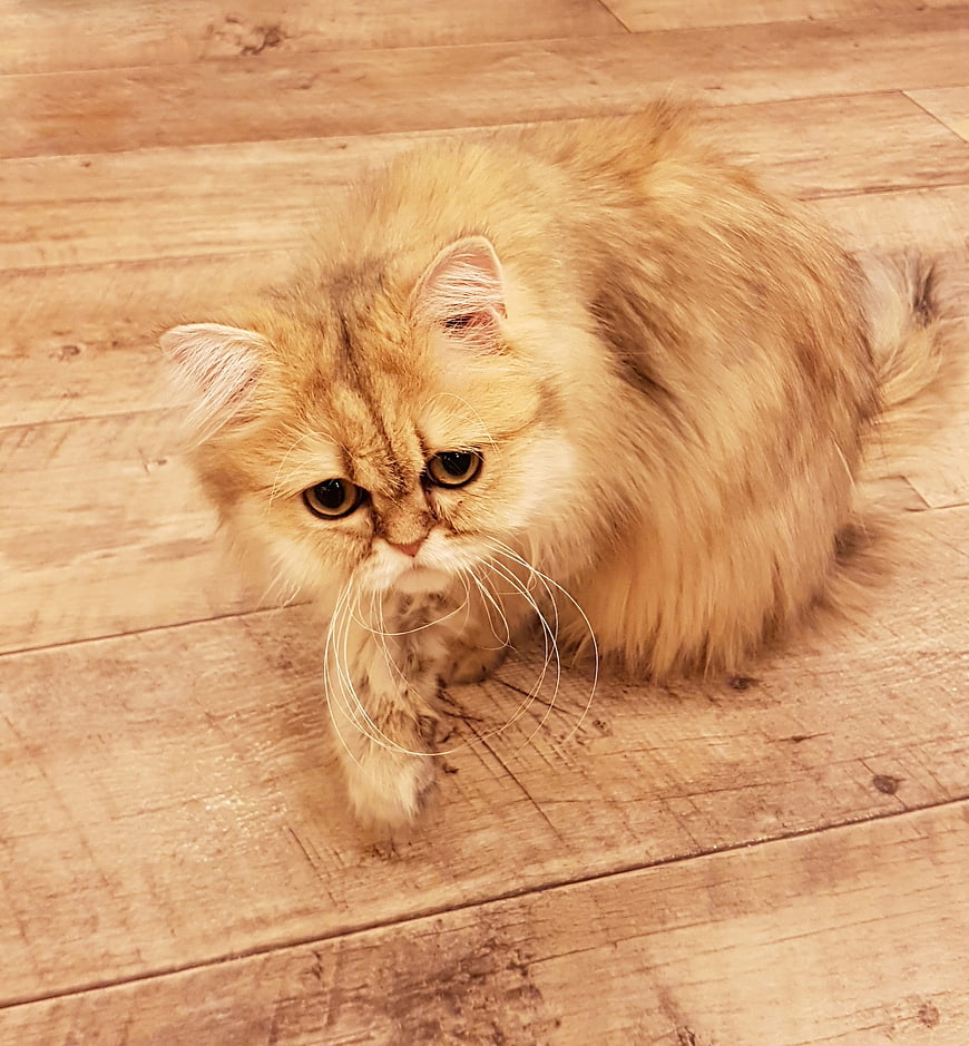 Fluffy Golden Tabby Cat Sitting on Wooden Floor