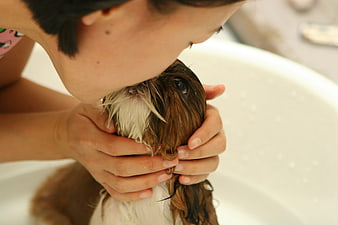 Woman kissing wet brown and white dog in white bathtub
