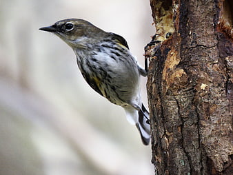 Yellow-rumped Warbler perched on textured tree bark
