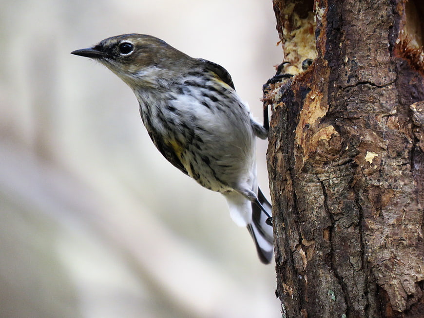 Yellow-rumped Warbler perched on textured tree bark