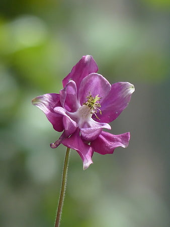 Close-up of a purple columbine flower with green background