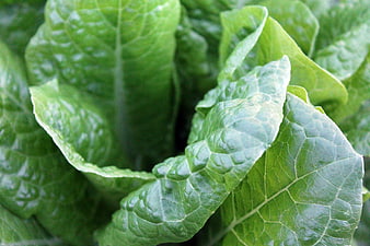 Close-up of fresh green lettuce leaves with detailed texture