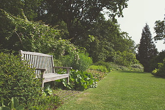 Wooden Garden Bench in Lush Green Park Landscape