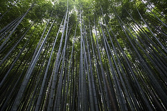 Low angle view of towering bamboo forest canopy