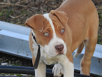 Cute brown and white puppy with blue eyes looking at camera