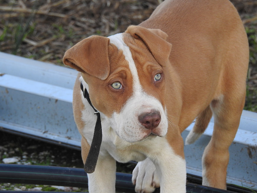 Cute brown and white puppy with blue eyes looking at camera