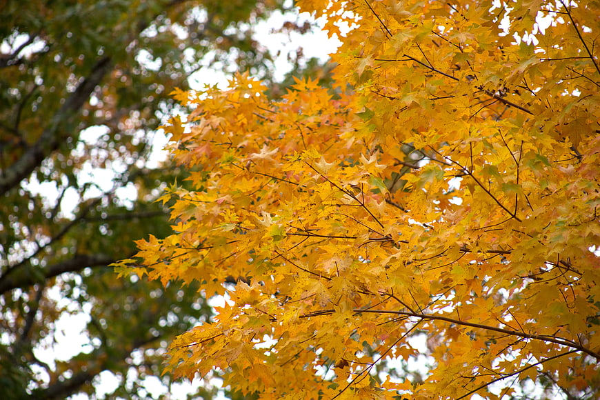Vibrant Yellow Maple Leaves in Autumn