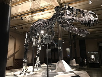 Tyrannosaurus Rex Skeleton Fossil Exhibit In Natural History Museum
