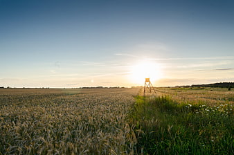 Golden Wheat Field at Sunrise with Birdhouse