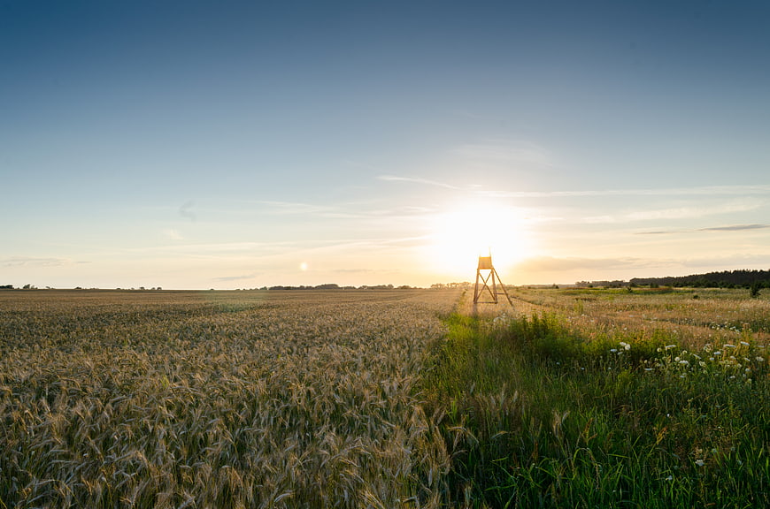 Golden Wheat Field at Sunrise with Birdhouse
