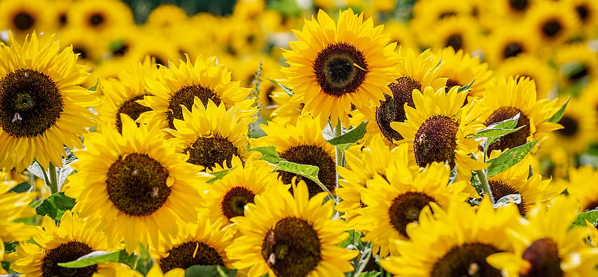 Vibrant Sunflower Field Close-Up