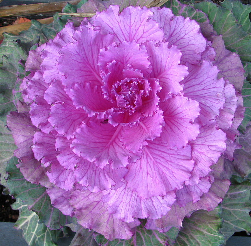 Vibrant pink ornamental kale close-up with ruffled leaves
