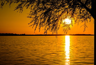 Golden Sunset Silhouette Over Calm Water with Tree Branches