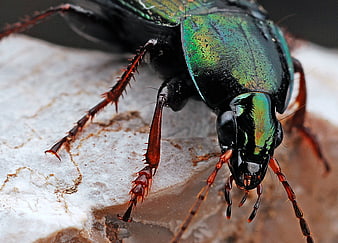 Macro Close-Up of Iridescent Green Ground Beetle