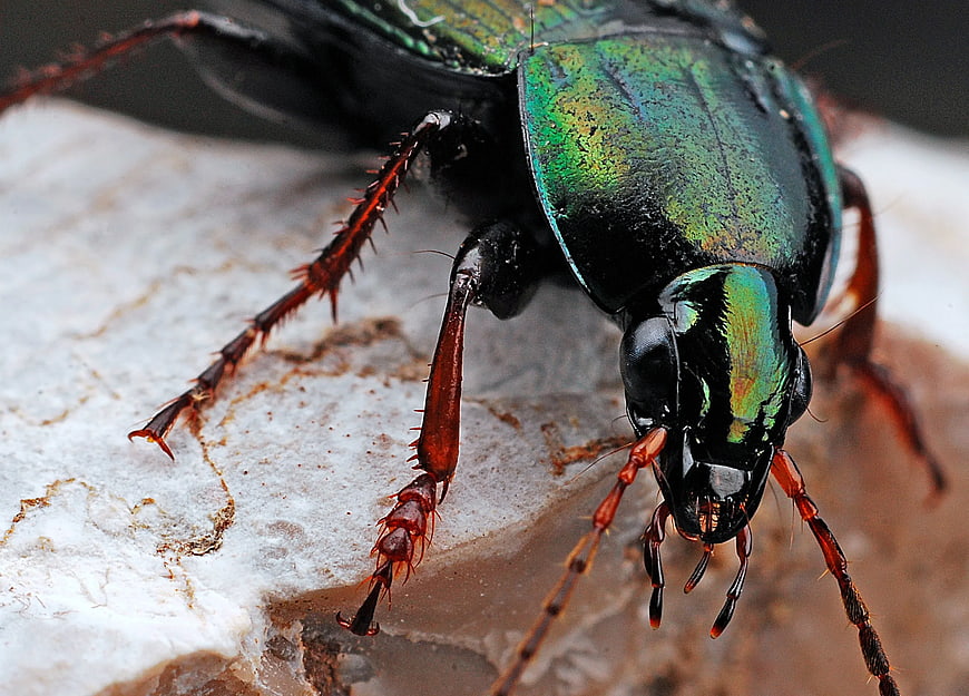 Macro Close-Up of Iridescent Green Ground Beetle