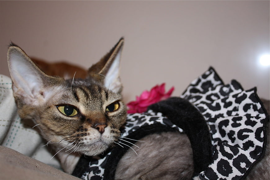 Sphynx Cat Wearing Leopard Print Ruff Collar
