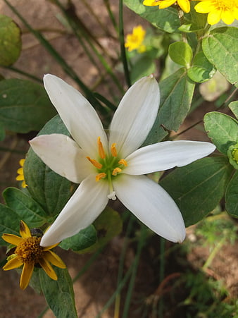 White Rain Lily Flower Close-Up with Yellow Blooms