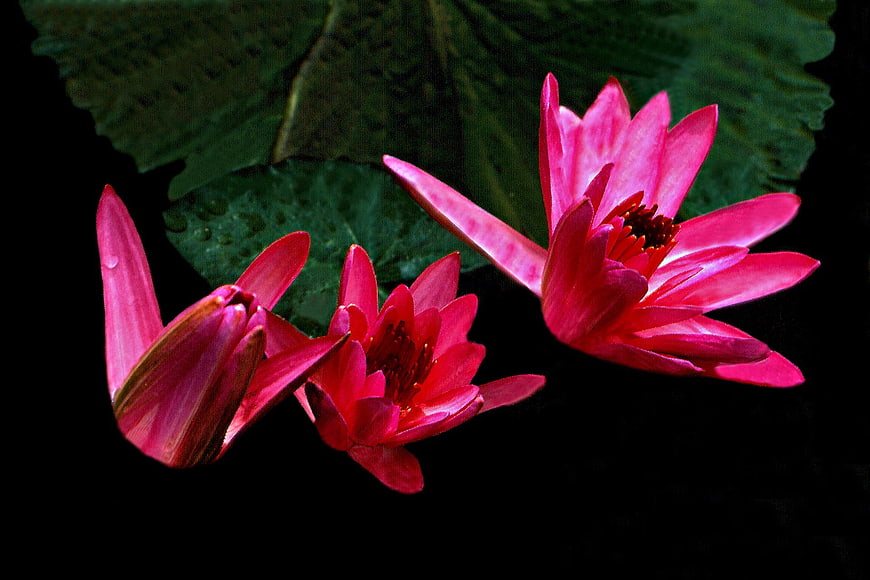 Vibrant Pink Water Lilies on Dark Background