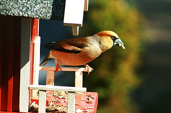 Hawfinch Eating Seeds on Red Bird Feeder