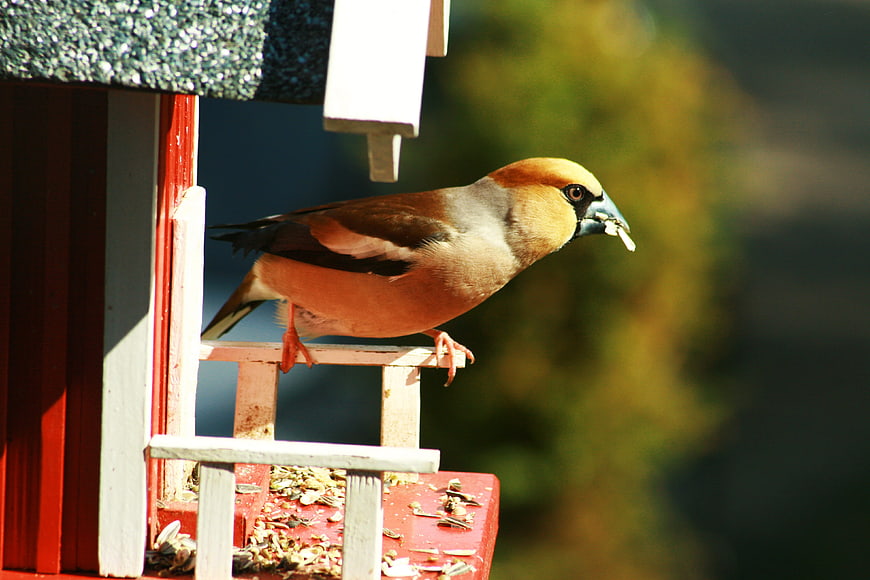 Hawfinch Eating Seeds on Red Bird Feeder