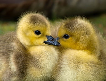 Cute fluffy ducklings cuddling close up portrait