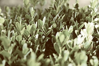 Close-up of green boxwood leaves with shallow depth of field