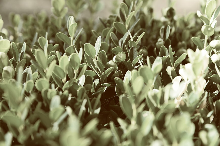 Close-up of green boxwood leaves with shallow depth of field