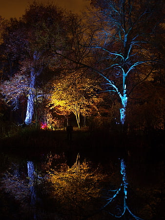 Enchanted Night Forest with Colorful Light Projections and Reflections