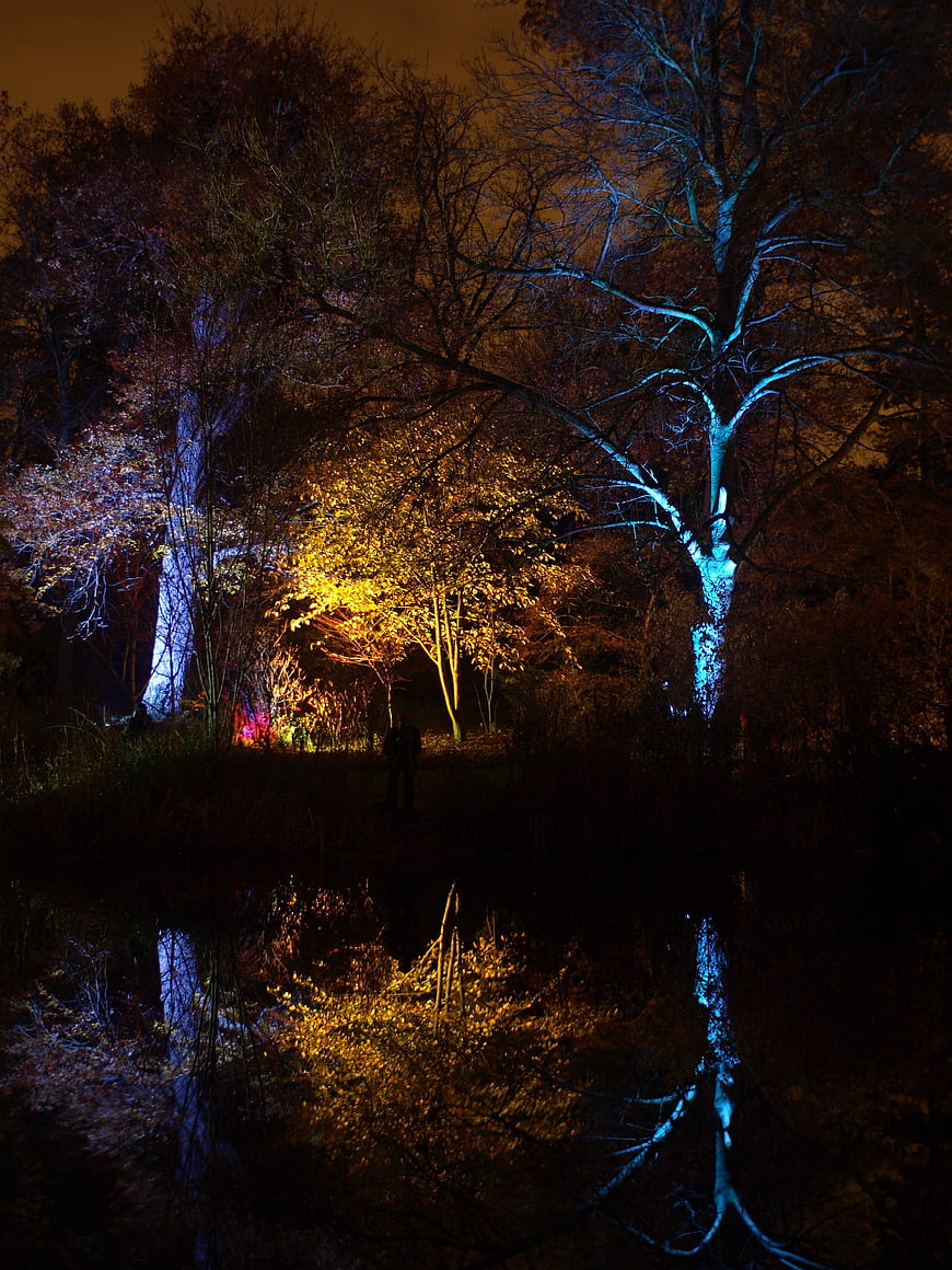 Enchanted Night Forest with Colorful Light Projections and Reflections
