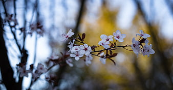 White cherry blossoms on a branch with blurred background