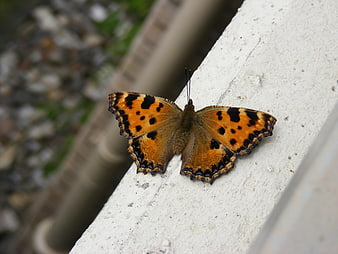 Small Tortoiseshell Butterfly Resting on White Stone Wall