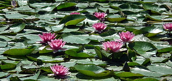 Pink Water Lilies Blooming on Green Lily Pads