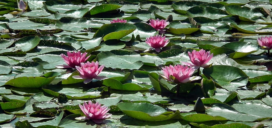 Pink Water Lilies Blooming on Green Lily Pads