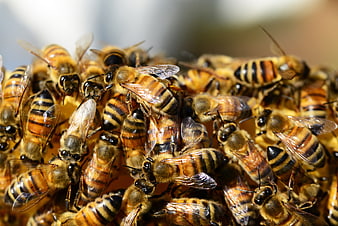 Close-up of Honey Bees Clustered on Hive